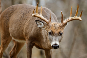 White-tailed Deer Buck