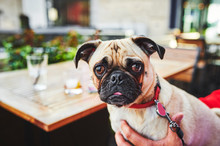 A Cute Pug Dog At A Pub