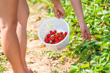 Young woman legs closeup picking reaching strawberries in green field rows farm and carrying basket of red berries fruit in spring or summer