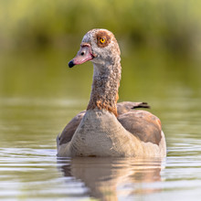 Egyptian Goose Swimming