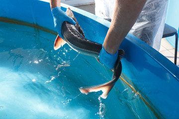 Sturgeon in hand