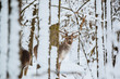 Fallow deer buck in the winter forest