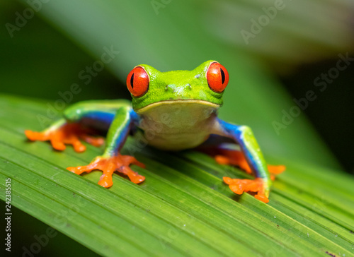Cuadros en Lienzo Red-eyed tree frog (Agalychnis callidryas) portrait, Alajuela, Costa Rica