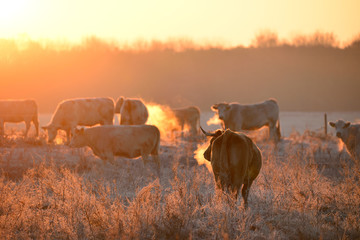 Poster - Group of cows on morning pasture in soft warm backlight