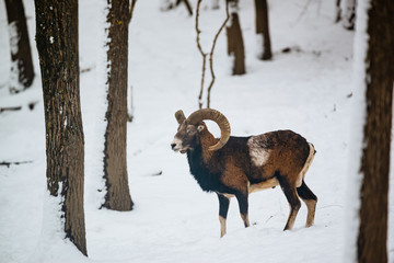 european mouflon ram in the winter forest