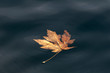 Maple Leaf Floating on Water