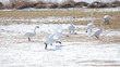 ハクチョウの群れ（16：9）　Swans flock	