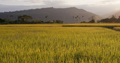 Wall Mural - Fresh rice field under sunset