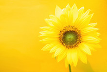 A Beautiful Sunflower On A Yellow Background