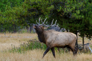 Poster - Bull Elk (Wapiti) in Yellowstone National Park, Wyoming, United States