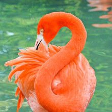 Portrait Of A Bright Coral Colored Flamingo Grooming Feathers