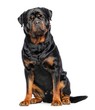 Rottweiler Dog  Isolated  on White Background in studio