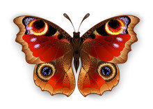 Butterfly Peacock Eye