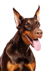 Wall Mural - Doberman Dog  Isolated  on White Background in studio