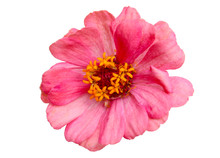 Pink Flowers Have Yellowand Red Stamens On A White Background.Isolated Flower Picture.