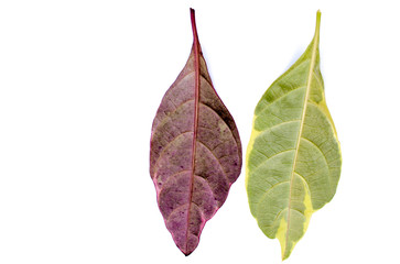 Asian leaves green isolated on white