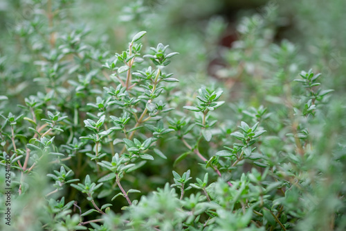 Fotografía A macro shot of the fresh thyme herbs grown at greenhouse