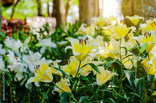 Flower garden, winter flower in Thailand, beautiful flower, straw flower. Tulip.