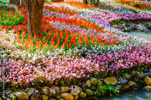 Flower garden, winter flower in Thailand, beautiful flower, straw flower. Tulip.