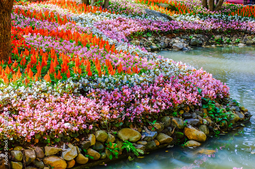 Flower garden, winter flower in Thailand, beautiful flower, straw flower. Tulip.