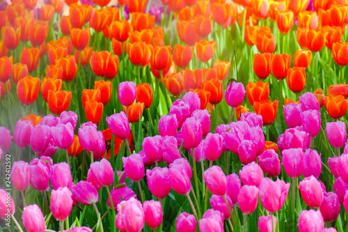 Flower garden, winter flower in Thailand, beautiful flower, straw flower. Tulip.
