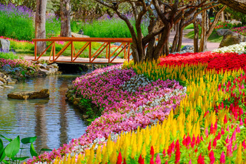 Wall Mural - flower garden, winter flower in thailand, beautiful flower, straw flower. tulip.