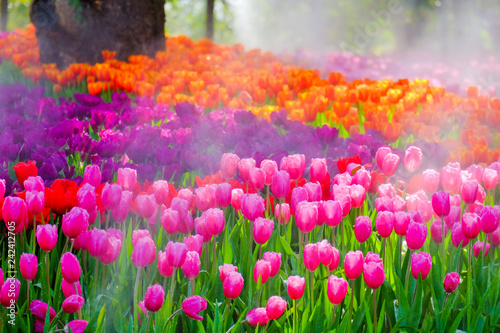 Flower garden, winter flower in Thailand, beautiful flower, straw flower. Tulip.