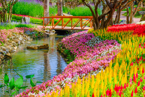 Flower garden, winter flower in Thailand, beautiful flower, straw flower. Tulip.
