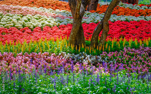 Flower garden, winter flower in Thailand, beautiful flower, straw flower. Tulip.