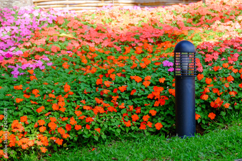 Flower garden, winter flower in Thailand, beautiful flower, straw flower. Tulip.