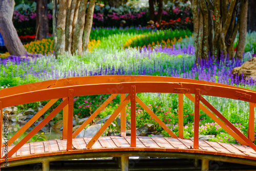 Flower garden, winter flower in Thailand, beautiful flower, straw flower. Tulip.