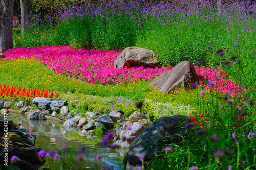Flower garden, winter flower in Thailand, beautiful flower, straw flower. Tulip.