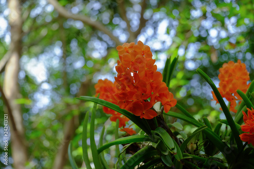 Flower garden, winter flower in Thailand, beautiful flower, straw flower. Tulip.