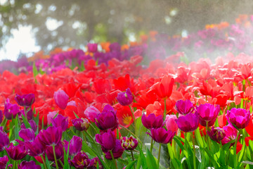 Poster - Flower garden, winter flower in Thailand, beautiful flower, straw flower. Tulip.