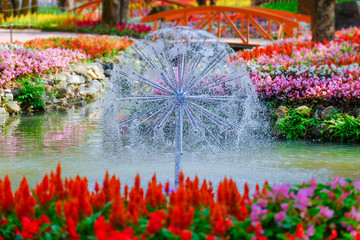 Poster - Flower garden, winter flower in Thailand, beautiful flower, straw flower. Tulip.