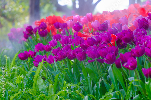 Flower garden, winter flower in Thailand, beautiful flower, straw flower. Tulip.