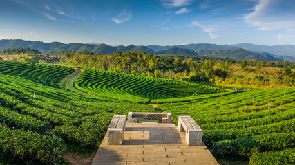 Wall Mural - Tea plantations in Chiang Rai, Thailand