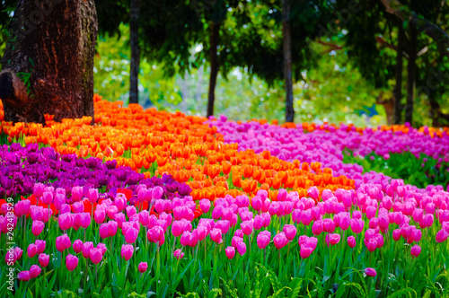 Photo Flower garden, winter flower in Thailand, beautiful flower, straw flower