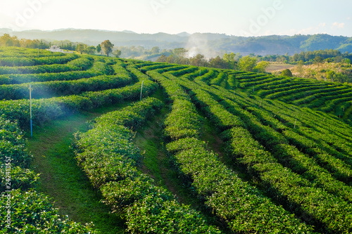 Tea plantations in Chiang Rai, Thailand