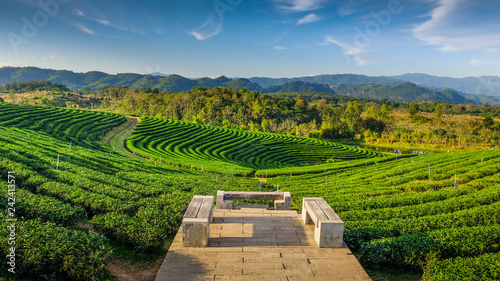 Tea plantations in Chiang Rai, Thailand