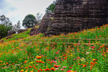 Poster - Flower garden, winter flower in Thailand, beautiful flower, straw flower. Tulip.