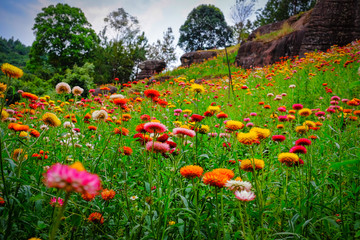 Wall Mural - flower garden, winter flower in thailand, beautiful flower, straw flower. tulip.