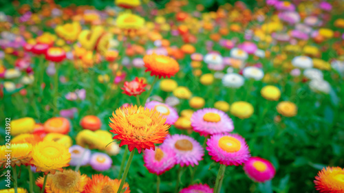 Flower garden, winter flower in Thailand, beautiful flower, straw flower. Tulip.