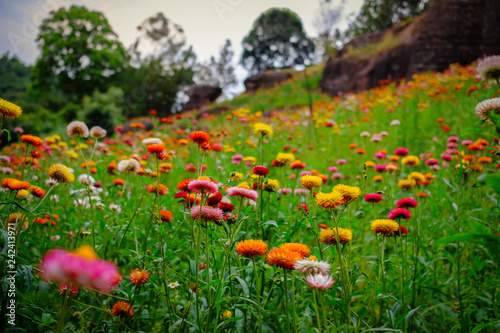 Flower garden, winter flower in Thailand, beautiful flower, straw flower. Tulip.