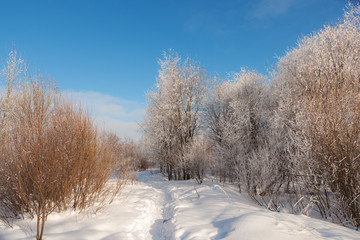  winter forest on a cold day