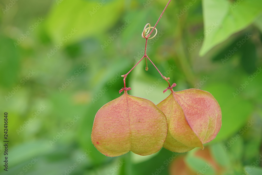 Balloon Vine Plant Wall Mural Wallpaper Murals Wallsheaven Noppharat