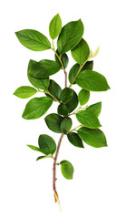 Wall Mural - fresh branch with green leaves