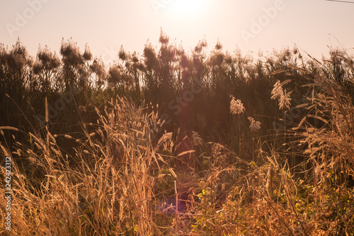 Macro Image Of Wild Grasses Small Depth Of Field Vintage
