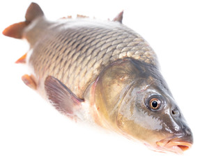 Wall Mural - Fish carp isolated on white background