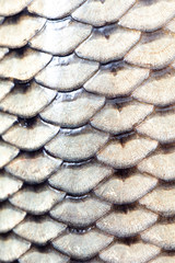 Sticker - Scales on carp fish as abstract background